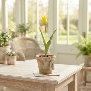 Species Tulip ‘Sylvestris’ Flower Bulbs – Pack of 10