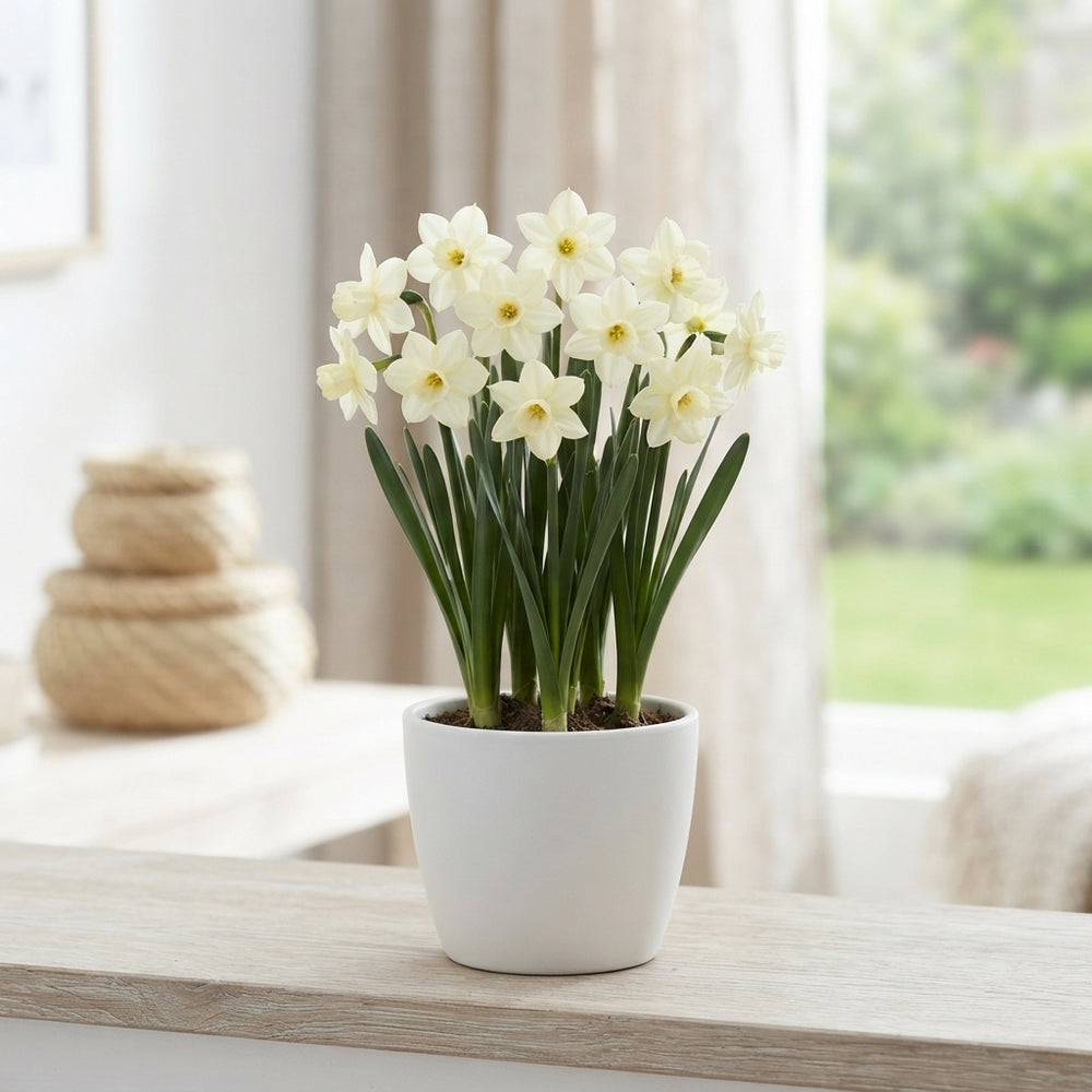 Narcissus ‘Pueblo’ Flower Bulbs – 7 Bulbs