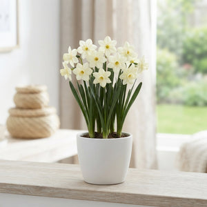 Narcissus ‘Pueblo’ Flower Bulbs – 7 Bulbs
