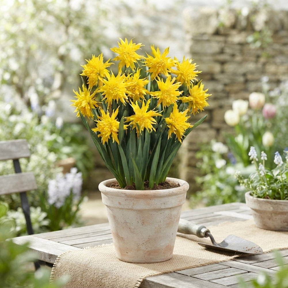 Narcissus ‘Rip van Winkle’ Daffodil Bulbs – Pack of 10
