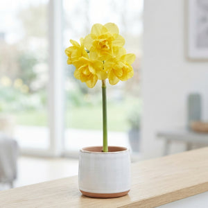 Narcissus ‘Yellow Cheerfulness’ Daffodil Bulbs – 5 Pack