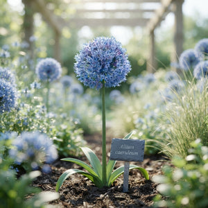 Allium caeruleum Flower Bulbs – 15 Bulbs