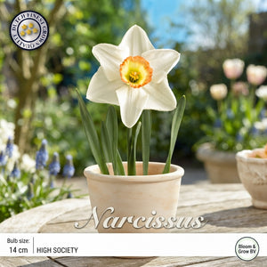 Narcissus ‘High Society’ Daffodil Bulbs – 5 Pack