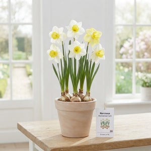 Narcissus 'Mainstreet' Flower Bulbs – 5 Bulbs