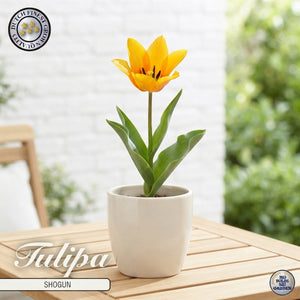 Tulipa praestans ‘Shogun’ Flower Bulbs – Pack of 10