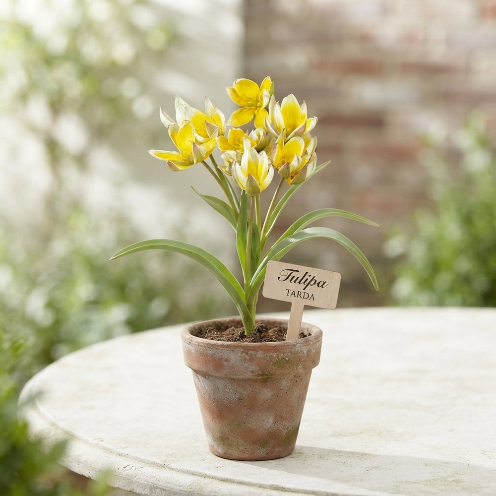 Tulipa tarda Species Tulip Bulbs – Pack of 10