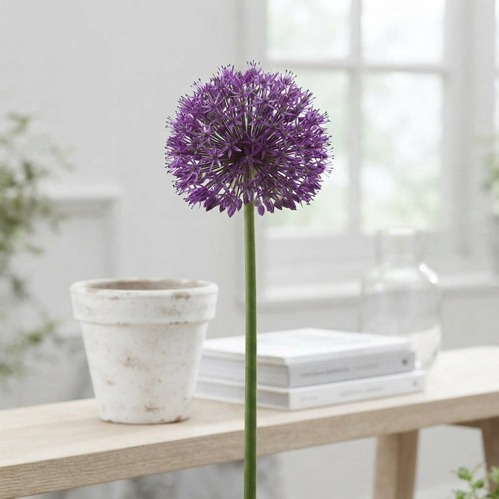 Mixed Allium Flower Bulbs – Pack of 5, Size 12/14