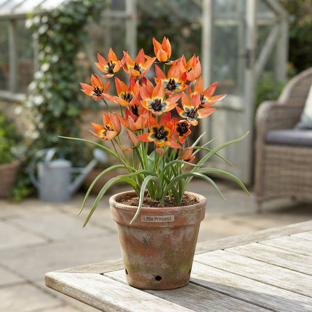 Tulipa 'Little Princess' Species Tulip Bulbs