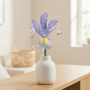 Dutch Iris ‘Surprise’ Bulbs – Pack of 10