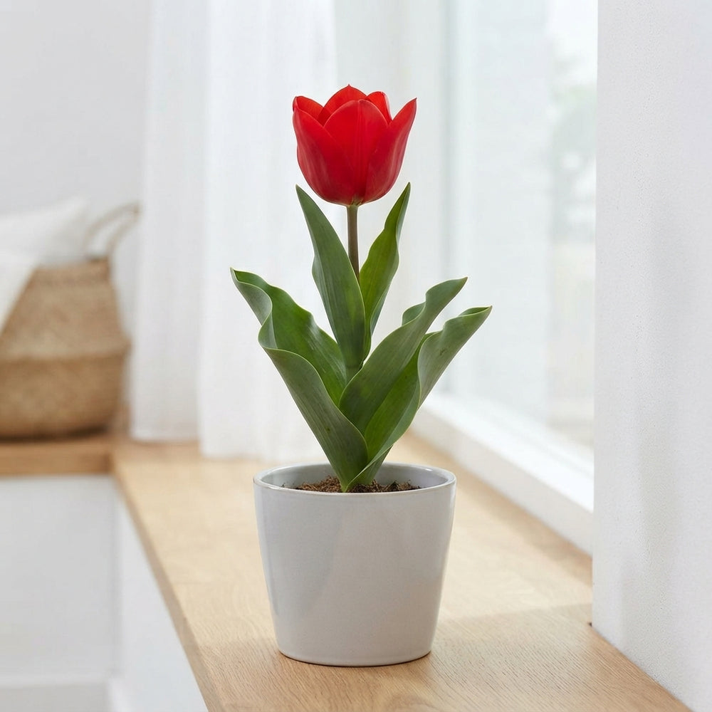 Tulipa species ‘Tubergiana Zwanenburg’ Flower Bulbs – Pack of 10