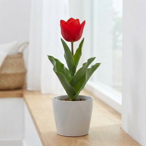 Tulipa species ‘Tubergiana Zwanenburg’ Flower Bulbs – Pack of 10