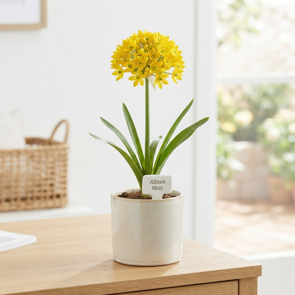Allium moly Golden Garlic Flower Bulbs – Pack of 20