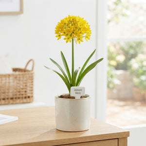 Allium moly Golden Garlic Flower Bulbs – Pack of 20