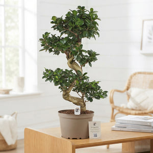 Ficus Ginseng (Ficus microcarpa) – 24cm Pot