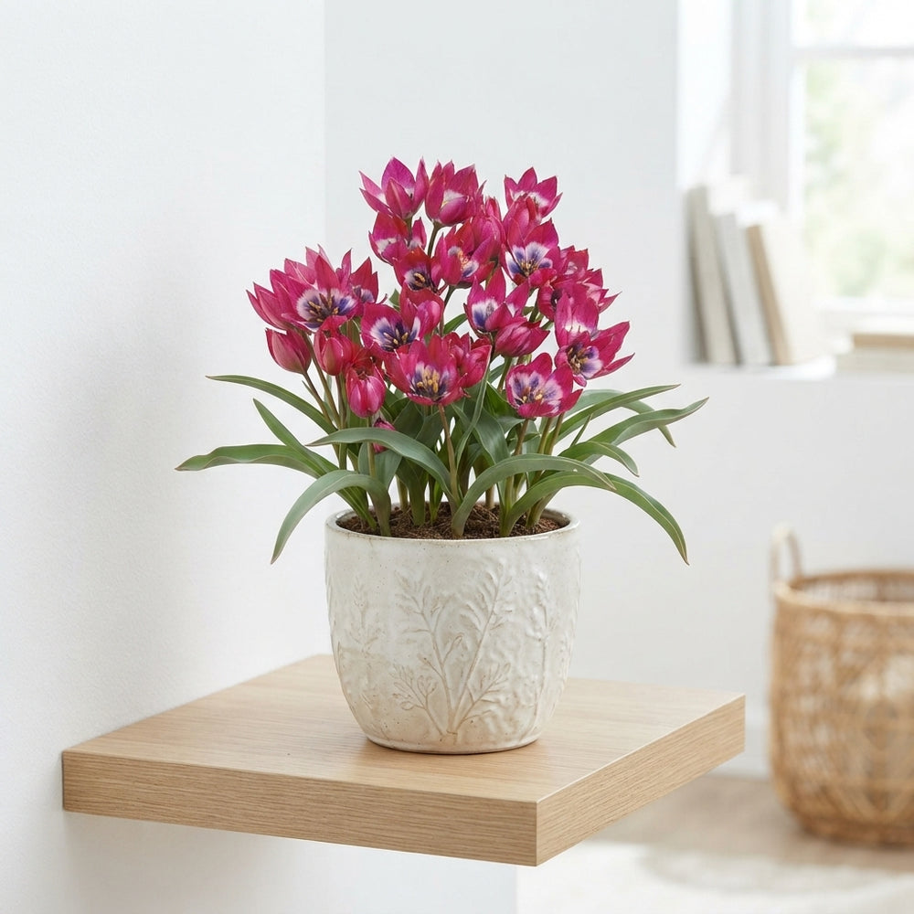 Little Beauty Species Tulip Bulbs (10 Bulbs)
