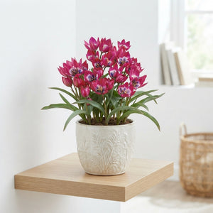 Little Beauty Species Tulip Bulbs (10 Bulbs)