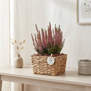 Salim Plant Arrangement – 26cm Pot