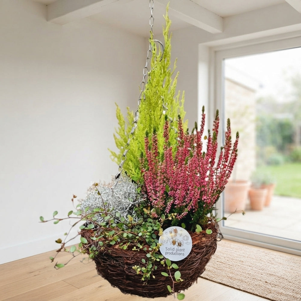 Salim Hanging Basket Arrangement – 26cm Pot