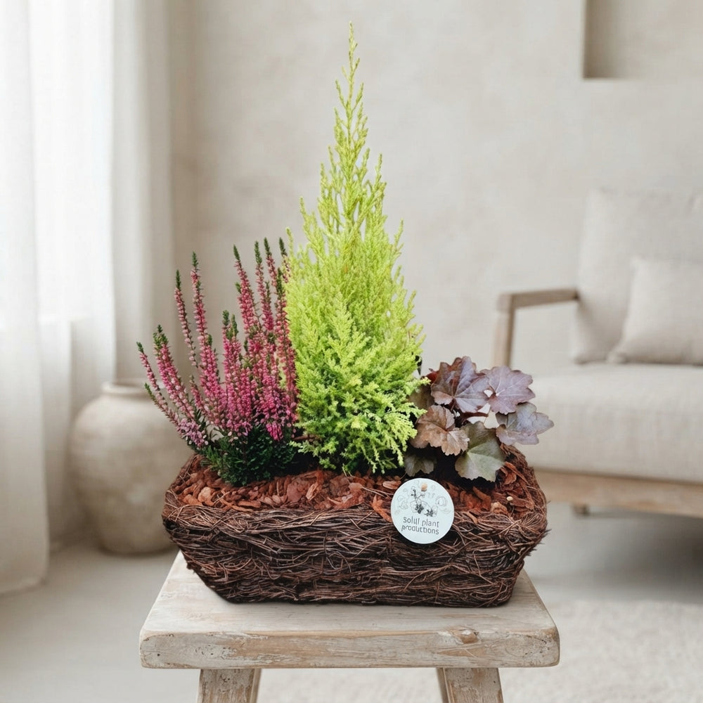 Salim Basket Plant Arrangement – 26cm Pot