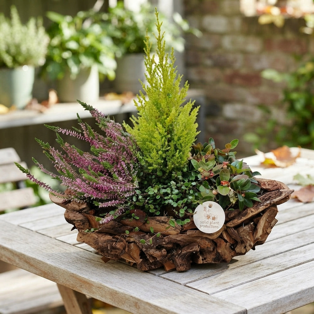 Driftwood Boat Autumn Plant Arrangement – 42cm