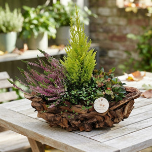Driftwood Boat Autumn Plant Arrangement – 42cm