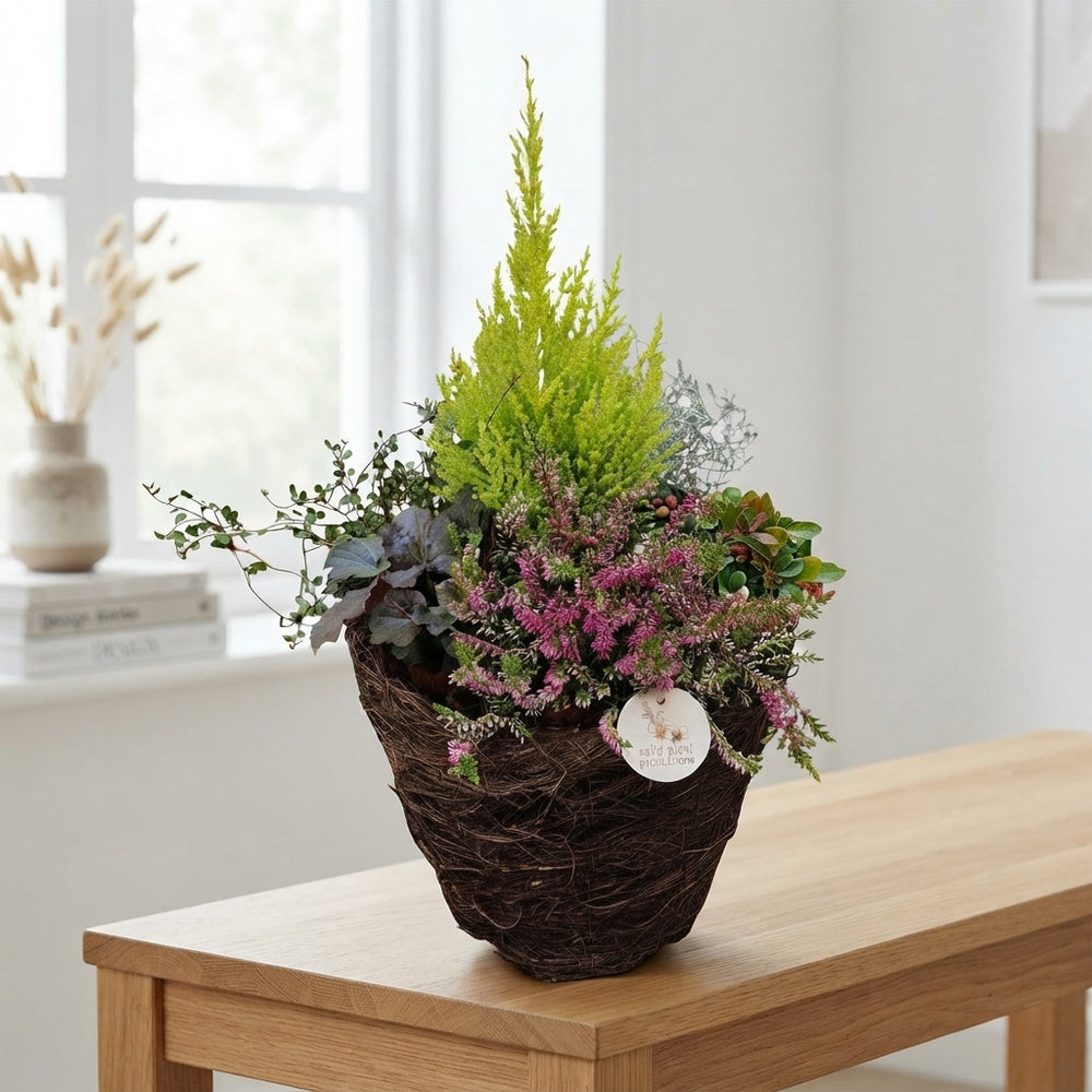 Large Green Plant Arrangement in Salim Pot – 29cm