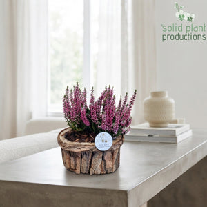 Small Brown Bark Arrangement – 22cm Pot