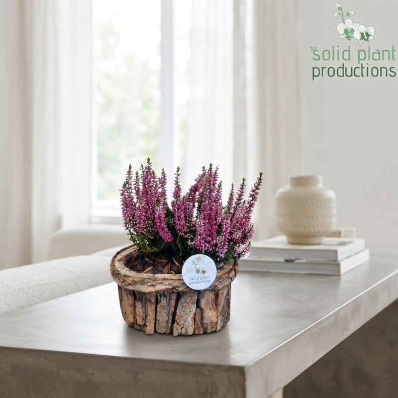 Small Brown Bark Arrangement – 22cm Pot