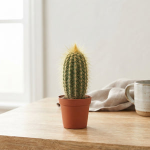 Mixed Cactus Collection – 4cm Pots