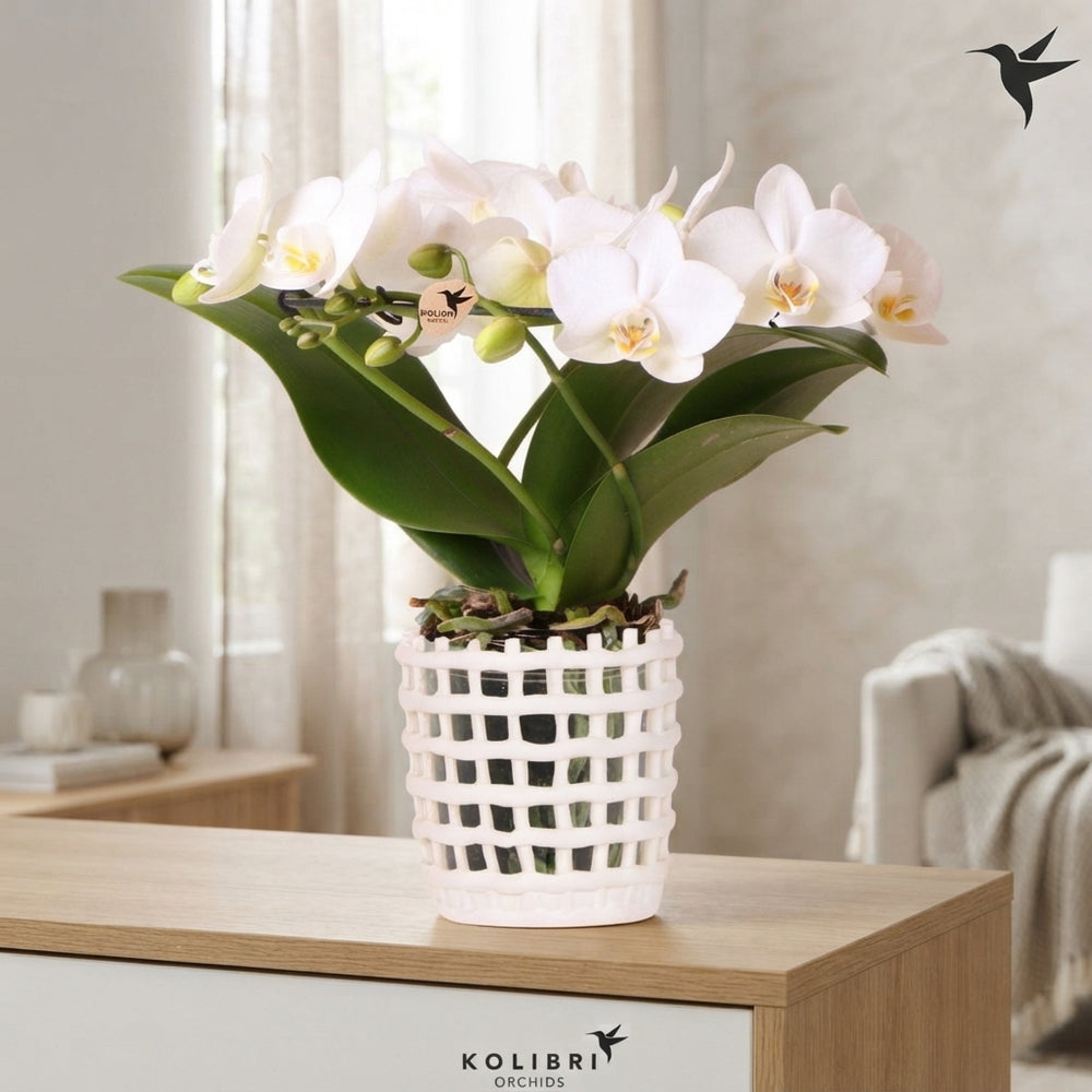 White Phalaenopsis Orchid ‘Kolibri Halo’ – 9cm Pot