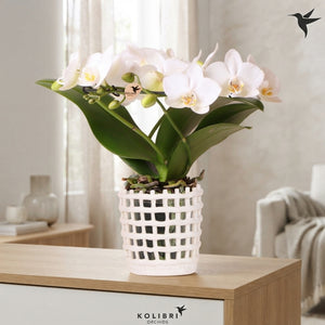 White Phalaenopsis Orchid ‘Kolibri Halo’ – 9cm Pot