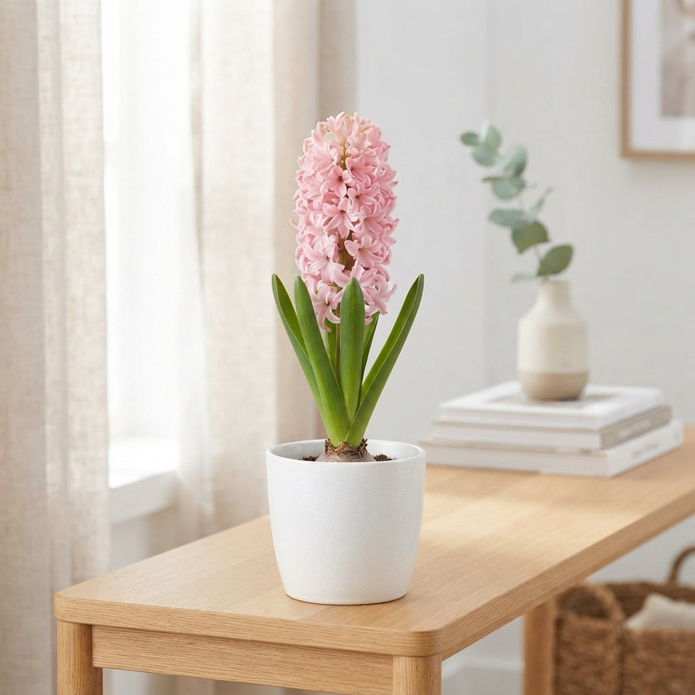 Hyacinth ‘Anna Marie’ – Pink Flowering Bulb
