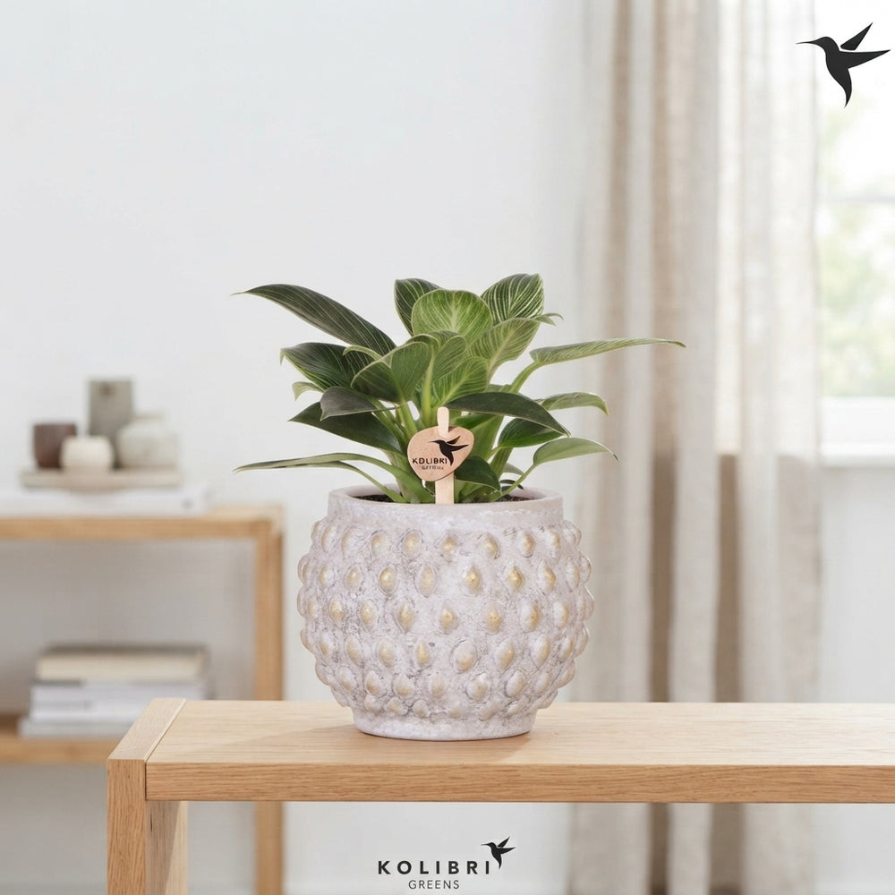 Philodendron Green Houseplant – 9cm Marrakesh Ceramic Pot