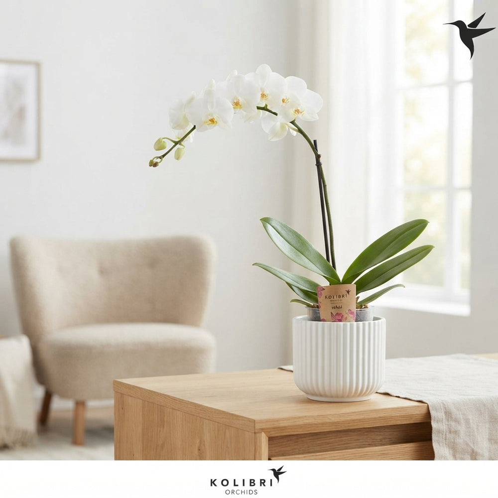 White Phalaenopsis Orchid ‘Kolibri Amabilis’ – 9cm Pot