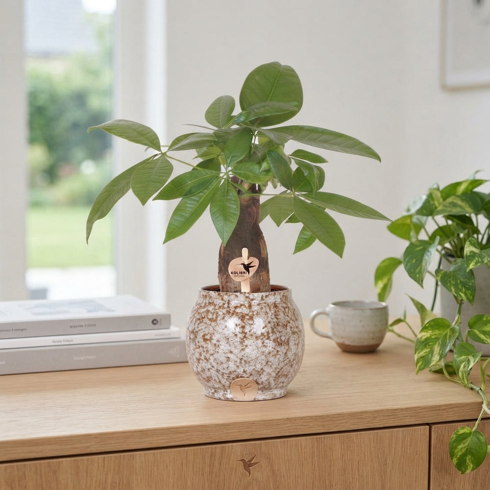 Money Tree (Pachira aquatica) – 9cm Scandic Pot