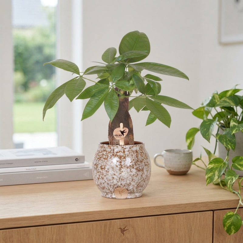 Money Tree (Pachira aquatica) – 9cm Scandic Pot