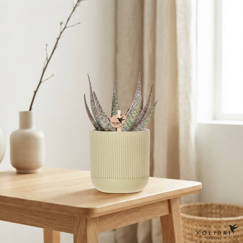 Mixed Succulent Collection in Ceramic Flare Pot – 9cm
