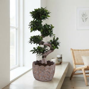 Ficus Ginseng Bonsai (Ficus microcarpa) – 27cm Ceramic Pot