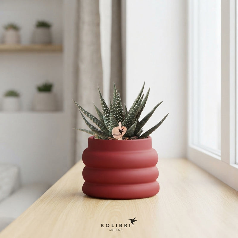 Mixed Succulent Collection – White Ceramic Bubble Pot, 6cm