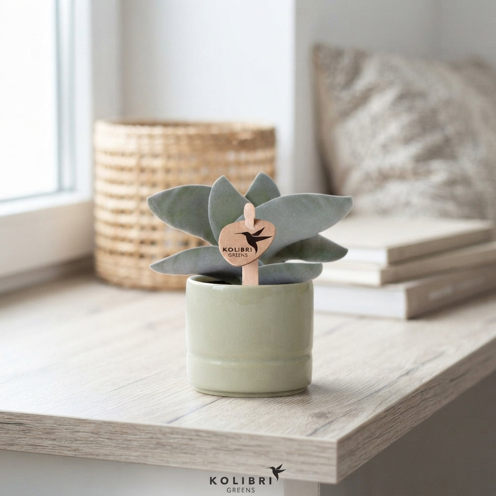 Mixed Succulent Arrangement – 6cm Ceramic Malaga Pot
