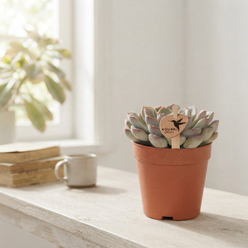 Mystery Echeveria Succulent – 9cm Pot