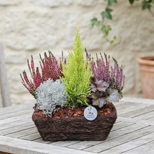 Salim Rectangular Plant Arrangement – 34cm Pot