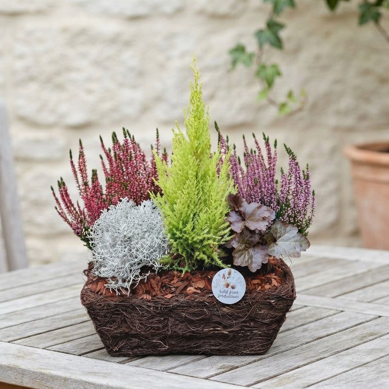 Salim Rectangular Plant Arrangement – 34cm Pot