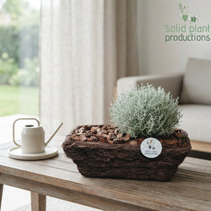 Salim Basket Plant Arrangement – 26cm Pot