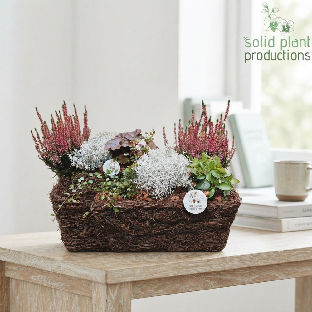 Salim Rectangular Plant Arrangement – 34cm Pot
