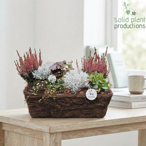Salim Rectangular Plant Arrangement – 34cm Pot