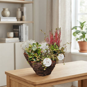 Salim Plant Arrangement – 20cm Pot