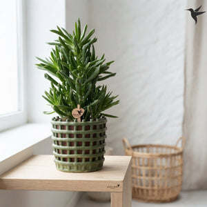 Mixed Succulent Arrangement in Ceramic Pot – 12cm