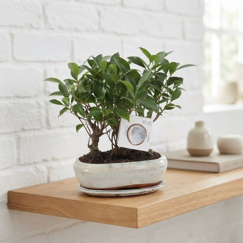 Indoor Green Bonsai Tree – 21cm Ceramic Pot