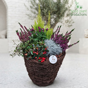 XXL Salim Basket Plant Arrangement – 38cm
